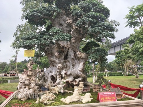 Duối kiểng "Lão mai đại thọ" được trả hàng chục tỷ đồng đẹp cỡ nào? - 3
Cây Lão mai đại thọ của anh Hòa có nghĩa là một người cha có rất nhiều con cháu, phần trên ngọn cây là hai cái tay xòe ra, bên dưới là các con cháu.