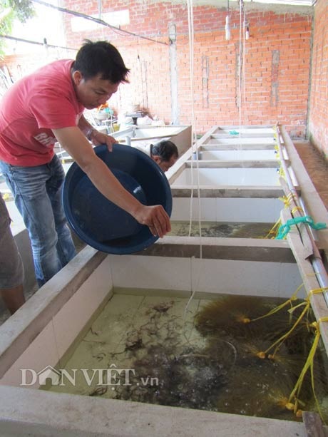 Giám đốc bỏ lương 30 triệu về nuôi lươn, có tiền tỷ - 4 Công nhân trại lươn Thanh Tân đang chăm sóc lươn giống trong bể ươm nuôi.