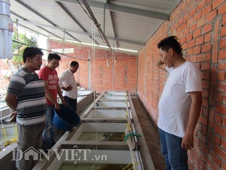 Giám đốc bỏ lương 30 triệu về nuôi lươn, có tiền tỷ - 5 Trại lươn Thanh Tân luôn có khách hàng đến từ khu vực đồng bằng sông Cửu Long (ĐBSCL) và các tỉnh Đông Nam bộ tìm về mua lươn giống.
