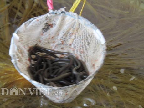 Năm 2017, một tin vui đối với những người nuôi lươn giống là cơ sở Thanh Tân đã xuất khẩu được 16.000 con lươn giống sang thị trường Nhật Bản và Hàn Quốc.