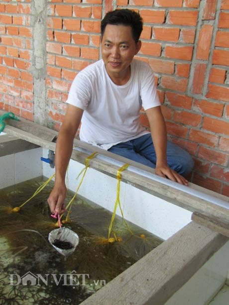 Giám đốc bỏ lương 30 triệu về nuôi lươn, có tiền tỷ - 2 Anh Nguyễn Thanh Tân giới thiệu về mô hình ươm nuôi lươn giống.