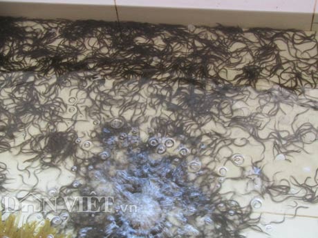 Giám đốc bỏ lương 30 triệu về nuôi lươn, có tiền tỷ - 3 Trong mỗi bể, anh Nguyễn Thanh Tân đang ươm nuôi hàng vạn con lươn giống.
