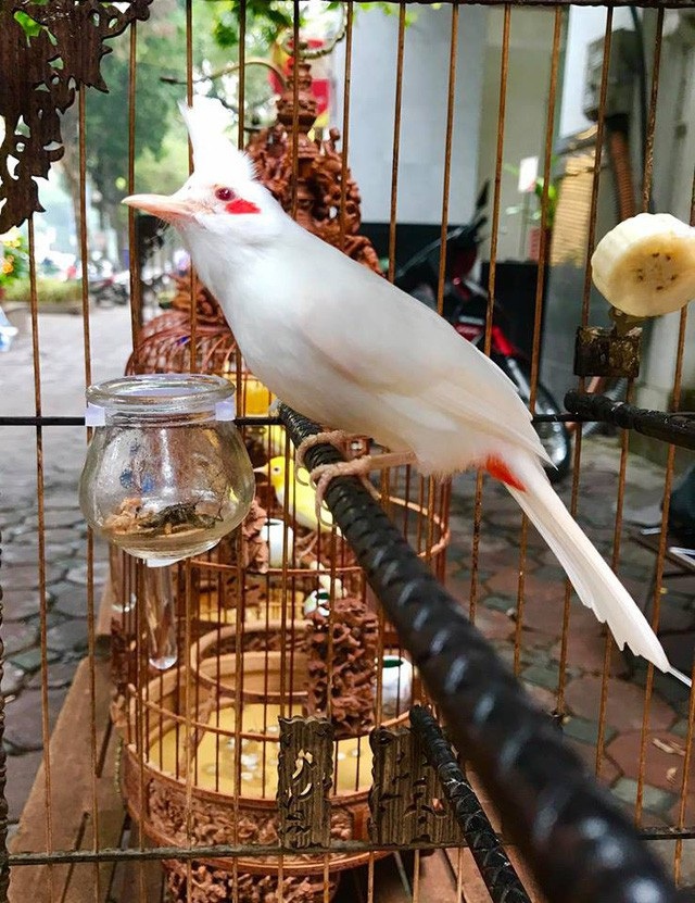 Kỳ lạ rắn bạch tạng “mắt đỏ” dài 2m, để chơi không bán của dân chơi Ninh Bình - 6 Nhiều chú chim bạch tạng của dân chơi này được trả giá hàng trăm triệu