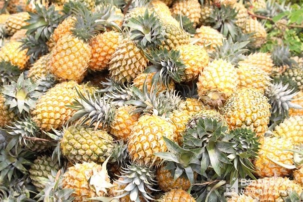 Nghỉ 30.4, lên đồi xem nông dân xứ Nghệ thu cả mùa dứa chín vàng - 4 Nghỉ 30.4, lên đồi xem nông dân xứ Nghệ thu cả mùa dứa chín vàng - 4