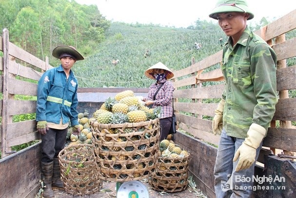 Nghỉ 30.4, lên đồi xem nông dân xứ Nghệ thu cả mùa dứa chín vàng - 5 Nghỉ 30.4, lên đồi xem nông dân xứ Nghệ thu cả mùa dứa chín vàng - 5