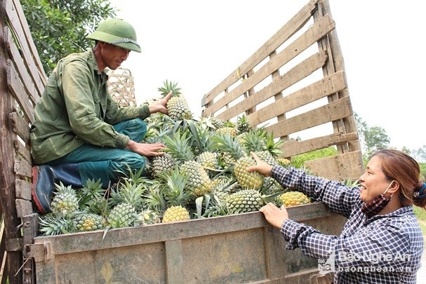 Nghỉ 30.4, lên đồi xem nông dân xứ Nghệ thu cả mùa dứa chín vàng - 3 Nghỉ 30.4, lên đồi xem nông dân xứ Nghệ thu cả mùa dứa chín vàng - 3