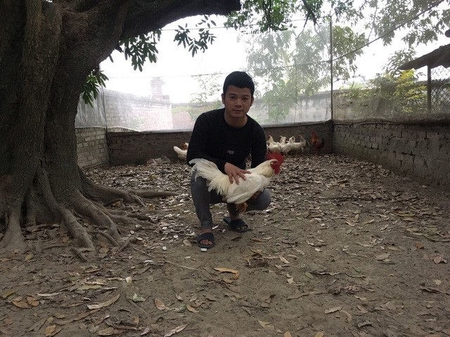 Kỳ lạ rắn bạch tạng “mắt đỏ” dài 2m, để chơi không bán của dân chơi Ninh Bình - 2 Theo anh Phương đàn gà được anh nuôi và nhân giống trong 3 năm