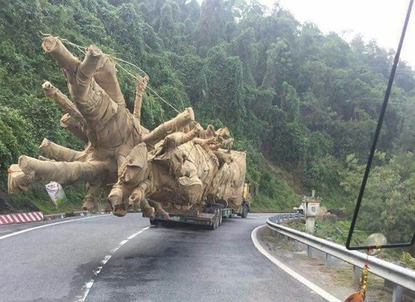 Tiết lộ của ông chủ doanh nghiệp chuyên chở cây “quái thú” - 2
Ông chủ DN Hải Sơn thừa nhận việc xe của ông chở cây quá khổ là sai giấy phép.