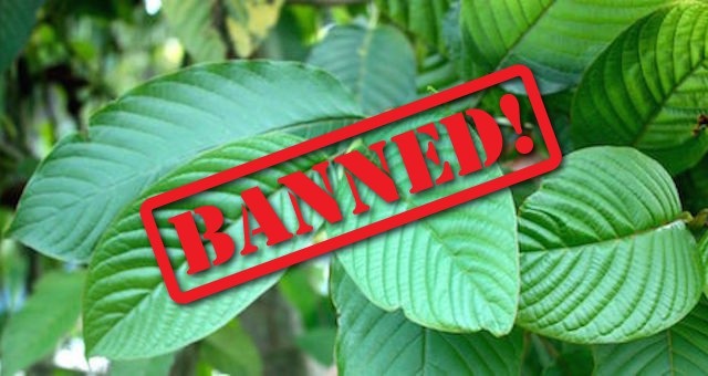 Kratom: Thực phẩm chức năng hay thuốc gây nghiện? - 1 Kratom: Thực phẩm chức năng hay thuốc gây nghiện? - 1