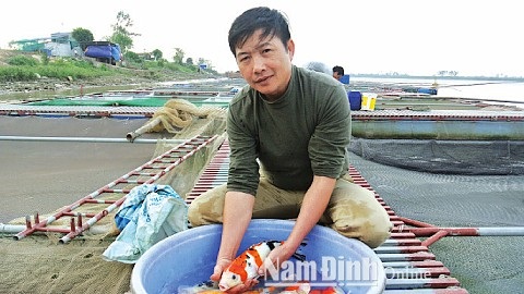 Nuôi đàn "quốc ngư" của Nhật Bản trên sông Hồng, lãi 2 tỷ/năm - 1 Anh Phan Văn Sơn giới thiệu cá Koi thuần chủng tại trang trại nuôi ở xóm Thượng Trang, xã Mỹ Tân, huyện Mỹ Lộc, tỉnh Nam Định.