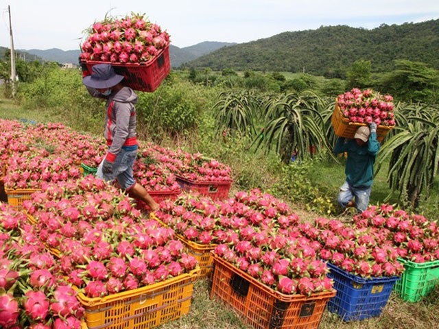 Dưa hấu, chuối tăng giá do Trung Quốc thu mua: Sẽ lại ăn quả...đắng - 4
Nhiều nông dân chặt cả thanh long trắng để trồng thanh long đỏ - loại mà thị trường Trung Quốc năm nay ăn hàng mạnh, giá cao. Ảnh: IT