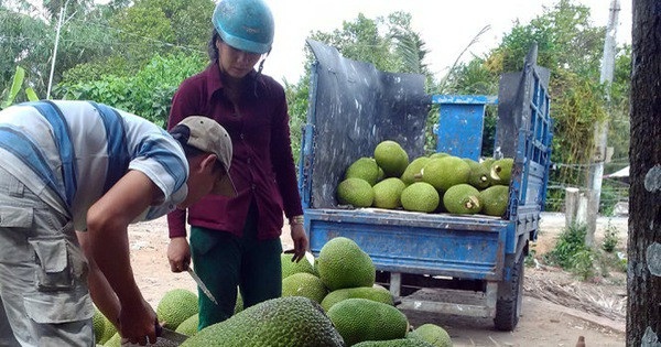 Dưa hấu, chuối tăng giá do Trung Quốc thu mua: Sẽ lại ăn quả...đắng - 3
Thương lái Trung Quốc vào tận vườn thu mua mít, có người còn bán cả vườn để tránh tình trạng giá biến động. Ảnh: IT