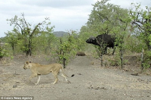 Trâu mẹ một mình lao đến xua đuổi đàn sư tử sau khi nghé con bị giết chết