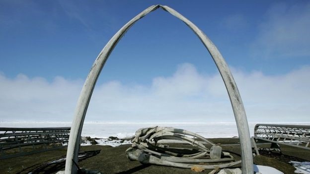 Loài cá voi thích hát trong bóng tối - 3
Cá voi đầu cong từng bị dân bản xứ Alaska săn bắt từ lâu.