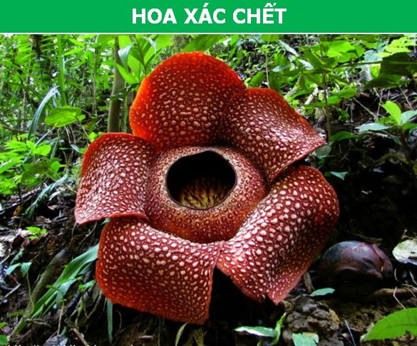 Những loài cây ký sinh “đáng kinh ngạc” nhất thế giới - 1 Những loài cây ký sinh “đáng kinh ngạc” nhất thế giới - 1