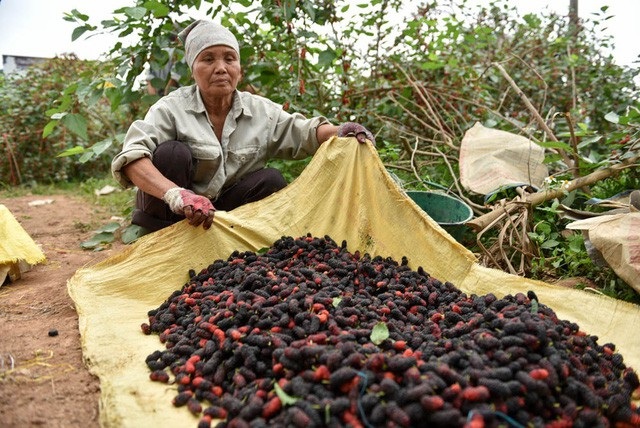Những vườn dâu ở Quốc Oai (Hà Nội) đang vào chính vụ thu hoạch tháng 3, tháng 4 hàng năm. Những ngày này, các chủ vườn tất bật hái dâu chín mọng để bán cho các thương lái mang đi tiêu thụ. (Ảnh: Toàn Vũ)