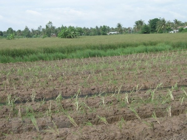 Trung Quốc phát hiện gene giúp giảm tác động nhiễm mặn ở cây lúa - 1 Trung Quốc phát hiện gene giúp giảm tác động nhiễm mặn ở cây lúa - 1