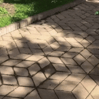 Ý thức của chú chó khiến nhiều người phải xấu hổ