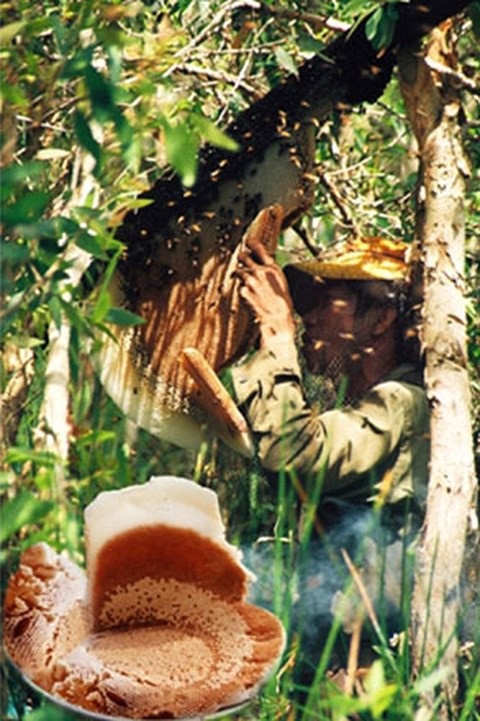 Rừng U Minh Hạ: Nơi con lươn cũng thành tinh - 2 Rừng U Minh Hạ: Nơi con lươn cũng thành tinh - 2