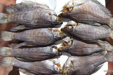 Rừng U Minh Hạ: Nơi con lươn cũng thành tinh - 3 Rừng U Minh Hạ: Nơi con lươn cũng thành tinh - 3