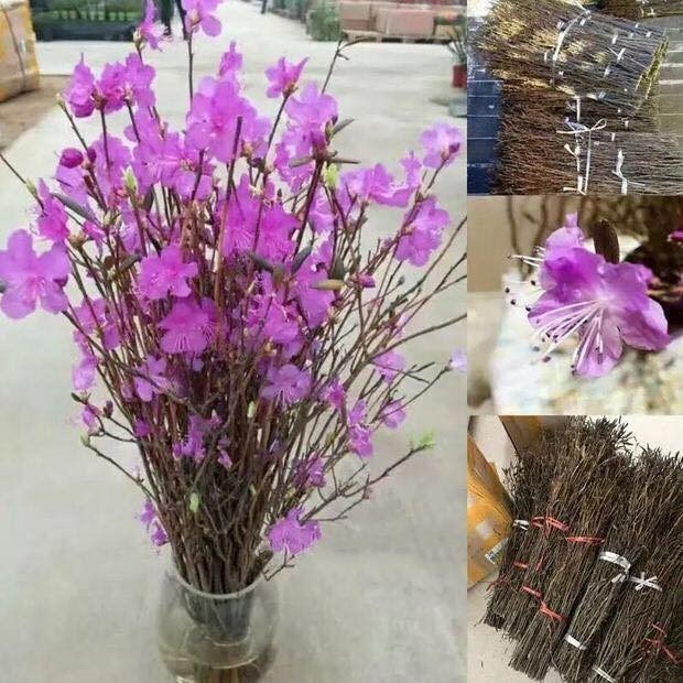 Sự thật bất ngờ về đỗ quyên ngủ đông khiến chị em phát “sốt” - 1 Đỗ quyên khô là loài hoa trông như que củi nhưng khi cắm nước các nụ, lá bung nở rực rỡ. Ảnh: Fb
