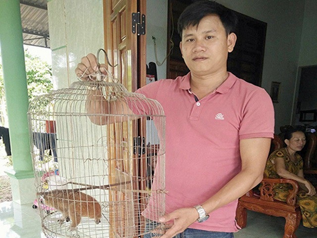 Quảng Bình: Người dân tự nguyện giao nộp linh trưởng quý hiếm - 1 Cá thể cu li nhỏ được giao nộp để thả về tự nhiên.