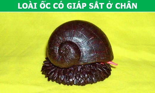 Những khả năng đặc biệt ở động vật mà con người phải thèm muốn - 1 Những khả năng đặc biệt ở động vật mà con người phải thèm muốn - 1