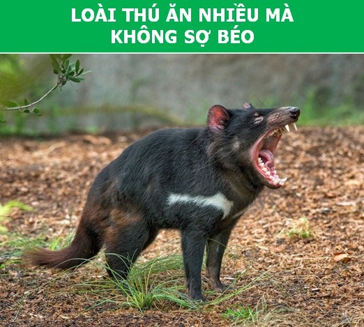 Những khả năng đặc biệt ở động vật mà con người phải thèm muốn - 2 Những khả năng đặc biệt ở động vật mà con người phải thèm muốn - 2