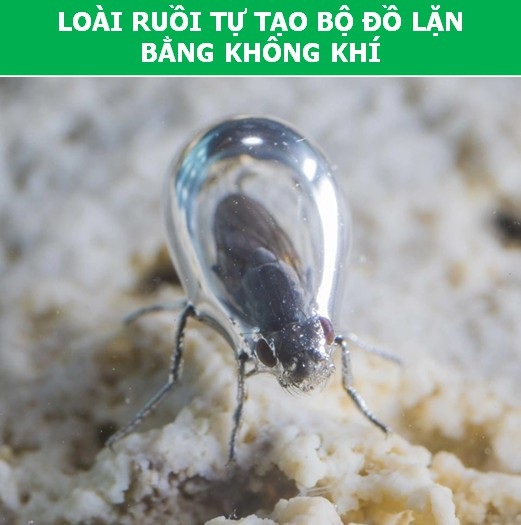 Những khả năng đặc biệt ở động vật mà con người phải thèm muốn - 3 Những khả năng đặc biệt ở động vật mà con người phải thèm muốn - 3