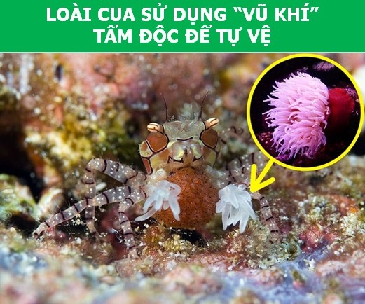Những khả năng đặc biệt ở động vật mà con người phải thèm muốn - 4 Những khả năng đặc biệt ở động vật mà con người phải thèm muốn - 4