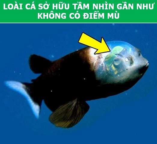 Những khả năng đặc biệt ở động vật mà con người phải thèm muốn - 5 Những khả năng đặc biệt ở động vật mà con người phải thèm muốn - 5
