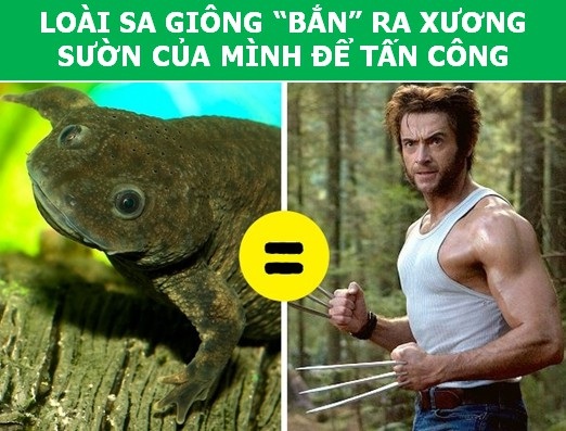 Những khả năng đặc biệt ở động vật mà con người phải thèm muốn - 6 Những khả năng đặc biệt ở động vật mà con người phải thèm muốn - 6