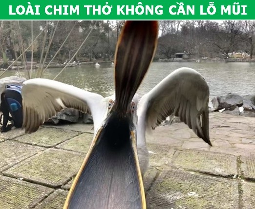 Những khả năng đặc biệt ở động vật mà con người phải thèm muốn - 7 Những khả năng đặc biệt ở động vật mà con người phải thèm muốn - 7