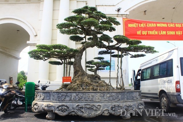 Siêu cây 15 tỷ đồng dáng "Long cổ đại" không bán của đại gia Hải Dương - 1
Theo anh Dũng, cây sanh cổ được anh mua cách đây gần 10 năm của một người bạn ở Nam Định. Vào thời điểm đó, anh cũng đã phải bỏ ra hơn 3 tỷ đồng mới có thể mua được cây. Ảnh: HĐ