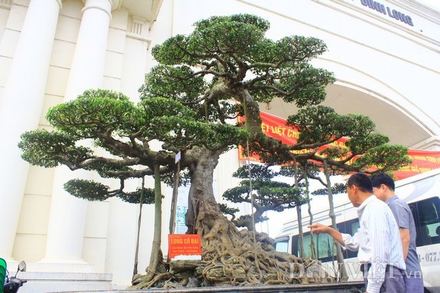 Siêu cây 15 tỷ đồng dáng "Long cổ đại" không bán của đại gia Hải Dương - 2
Cây có dáng long cổ bề thế, có u sần sùi, bệ dài 2,8m,chiều ngang 1,6m, bộ rễ của cây ôm trọn lấy đá, từ mặt chậu đến đỉnh cây cao 3,4m. Ảnh: HĐ.