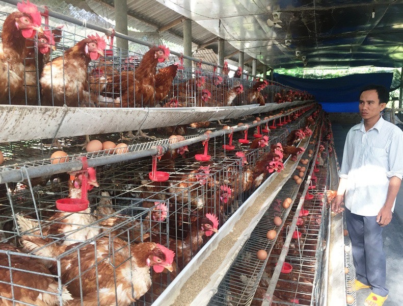 Mô hình trang trại nuôi gà siêu trứng hiệu quả cao
