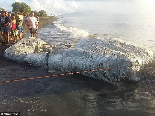 Xác quái vật khổng lồ nhiều lông dạt vào bãi biển Philippines - 1
Xác sinh vật biển khổng lồ dài khoảng 6m.