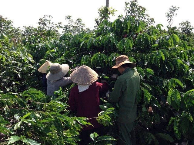 Yêu cầu khởi tố vụ án tại Chi nhánh Tổng công ty cà phê Việt Nam - 1 Công nhân đang thu hoạch cà phê niên vụ 2017