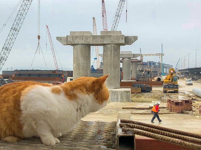 "Giám sát viên" 4 chân nổi tiếng của cây cầu thế kỷ nối liền Nga - Crimea - 5 Những bức ảnh ghi lại quá trình thi công cây cầu có sự góp mặt của chú mèo được rất nhiều người quan tâm và yêu thích. (Ảnh: Instagram)