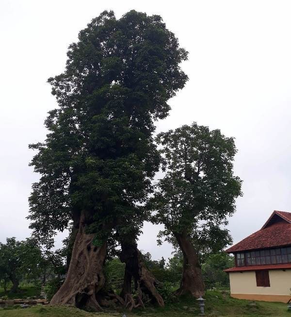 Kết quả rà soát trang trại của em trai Bí thư thành phố Thanh Hóa - 2 Hệ thống cây xanh và những cây cổ thụ không được nhắc đến trong báo cáo