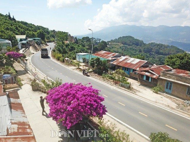 Cây hoa giấy khổng lồ nằm ngay sát quốc lộ 27, bao trùm vởi hàng vạn chùm hoa tím lịm, nên khách du lịch rất dễ tìm. Ảnh: Văn Long.