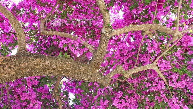 Người Đà Lạt và du khách sốt rần rần với cây hoa giấy khổng lồ siêu đẹp - 6 Người Đà Lạt và du khách sốt rần rần với cây hoa giấy khổng lồ siêu đẹp - 6