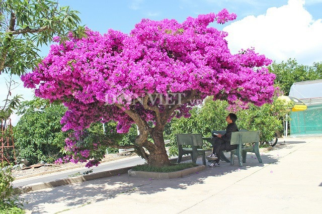 Người Đà Lạt và du khách sốt rần rần với cây hoa giấy khổng lồ siêu đẹp - 1 Người Đà Lạt và du khách sốt rần rần với cây hoa giấy khổng lồ siêu đẹp - 1