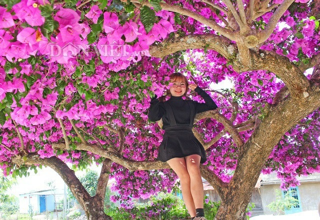 Người Đà Lạt và du khách sốt rần rần với cây hoa giấy khổng lồ siêu đẹp - 7 Người Đà Lạt và du khách sốt rần rần với cây hoa giấy khổng lồ siêu đẹp - 7