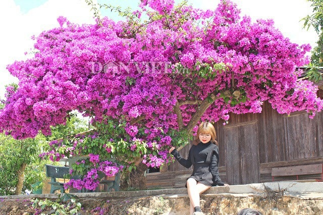 Du khách lưu lại những bức ảnh đẹp cho riêng mình bên cạnh cây hoa giấy  khổng lồ có một không hai ở thành phố Đà Lạt. Việc phát hiện ra cây hoa giấy khổng lồ giúp cho nhiều người dân Đà Lạt và du khách có thêm một điểm tham quan, chụp ảnh cực kỳ thú vị Ảnh: Văn Long.