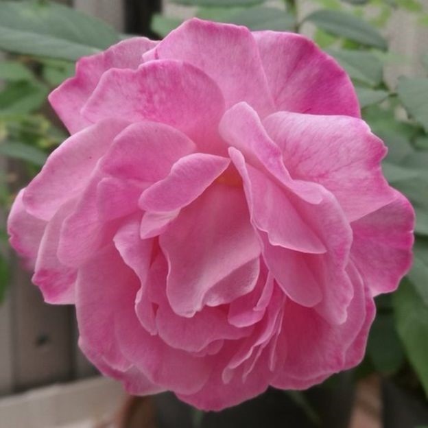 Tiết lộ bí mật di truyền của hoa hồng - 2
Hoa hồng Trung Quốc, tên gọi Old Blush, đã được lập sơ đồ di truyền trong nghiên cứu - Ảnh từ M. Bendahmane.