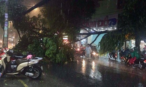 TPHCM: Mưa lớn kéo dài, nhiều tuyến đường ngập qua yên xe máy - 1 Một cây xanh trên đường Thống Nhất, phường 10, quận Gò Vấp bị tét nhánh ngã xuống đường