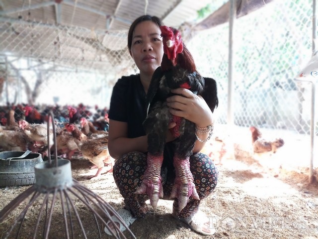 Nuôi gà "khệnh khạng" có tiền xây nhà to, cho 2 con du học - 2 Sau nhiều năm gắn bó với giống gà Đông Tảo, đến nay trang trại gà của chị Nguyễn Thị Cúc đã được rất nhiều khách hàng biết đến và tin chọn.