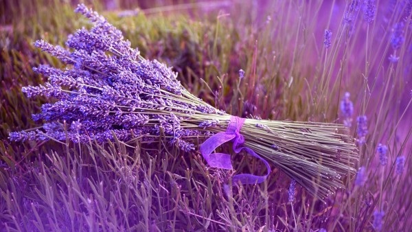 Thời điểm “vàng” đặt tour du lịch Hè - 5 Lavender Dreamland – điểm tham quan trong chương trình du lịch Bắc Kinh