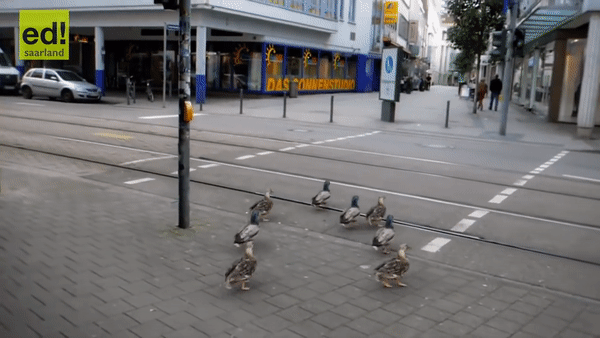 Bầy vịt biết chờ đèn giao thông trước khi qua đường ở Đức